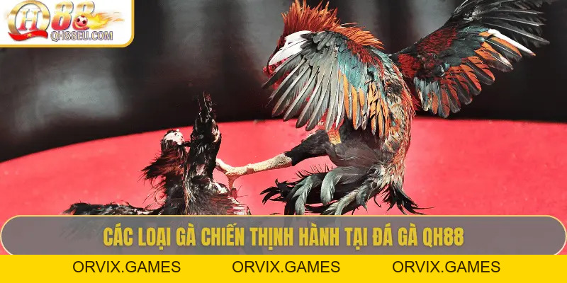 Đá Gà QH88 – Trải Nghiệm Cá Cược Sôi Động Cho Người Chơi Đam Mê