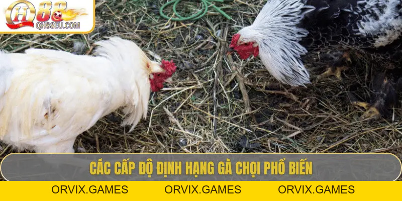 Định Hạng Gà Chọi – Bí Quyết Nhận Biết Đẳng Cấp Chiến Kê Cùng QH88
