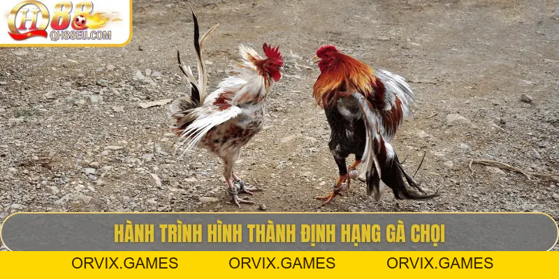 Định Hạng Gà Chọi – Bí Quyết Nhận Biết Đẳng Cấp Chiến Kê Cùng QH88