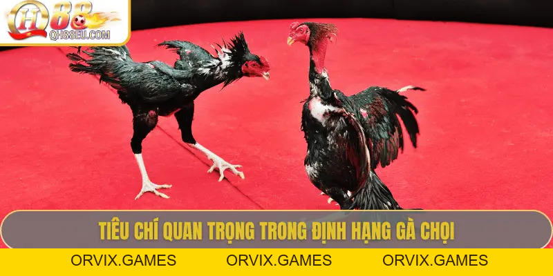 Định Hạng Gà Chọi – Bí Quyết Nhận Biết Đẳng Cấp Chiến Kê Cùng QH88
