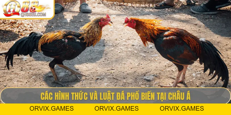 QH88 Chia Sẻ Luật Đá Gà Chuẩn Nhất Cho Người Chơi