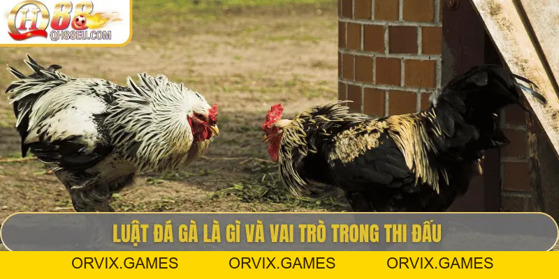 QH88 Chia Sẻ Luật Đá Gà Chuẩn Nhất Cho Người Chơi