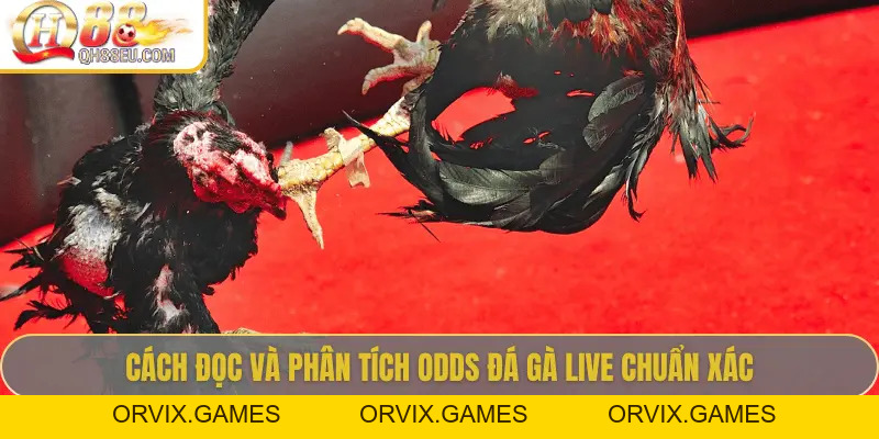 Odds Đá Gà Live – Cập Nhật Tỷ Lệ Chuẩn Xác Siêu Lợi Nhuận Tại QH88