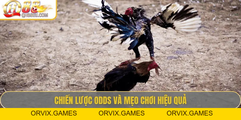 Odds Đá Gà Live – Cập Nhật Tỷ Lệ Chuẩn Xác Siêu Lợi Nhuận Tại QH88