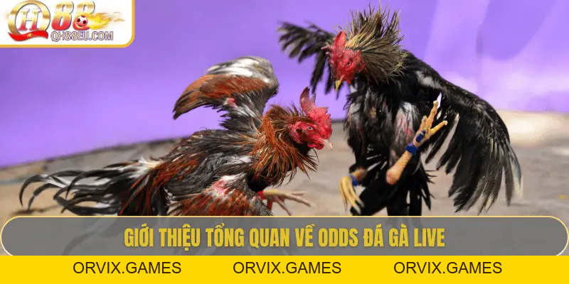 Odds Đá Gà Live – Cập Nhật Tỷ Lệ Chuẩn Xác Siêu Lợi Nhuận Tại QH88