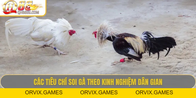 Hướng Dẫn Soi Gà Chọi – Nghệ Thuật Chọn Chiến Kê Giúp Thắng Lớn Tại QH88