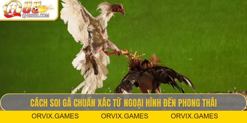 Hướng Dẫn Soi Gà Chọi – Nghệ Thuật Chọn Chiến Kê Giúp Thắng Lớn Tại QH88