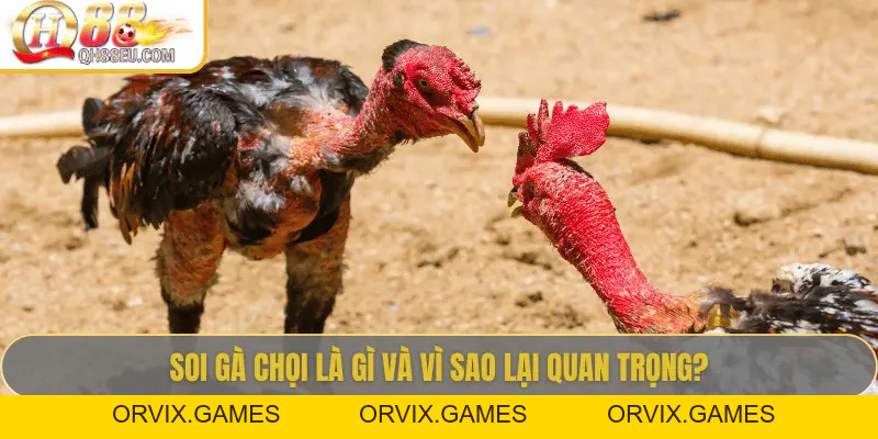 Hướng Dẫn Soi Gà Chọi – Nghệ Thuật Chọn Chiến Kê Giúp Thắng Lớn Tại QH88