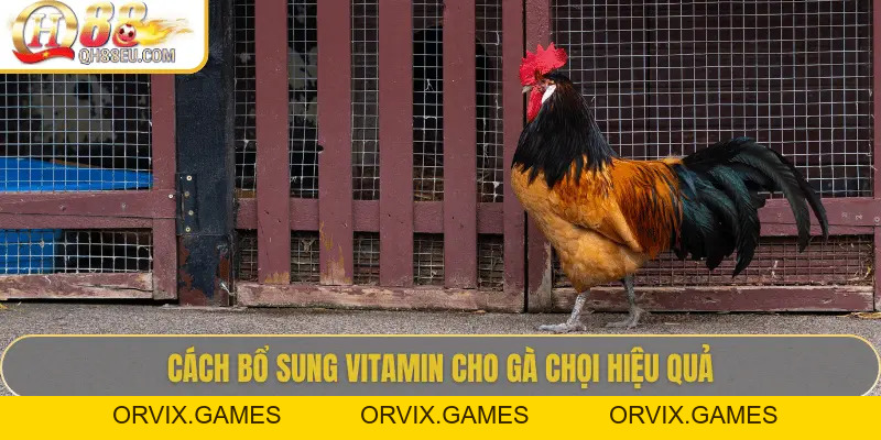 QH88 EU Chia Sẻ Bí Quyết Bổ Sung Vitamin Cho Gà Giúp Chiến Kê Sung Mãn