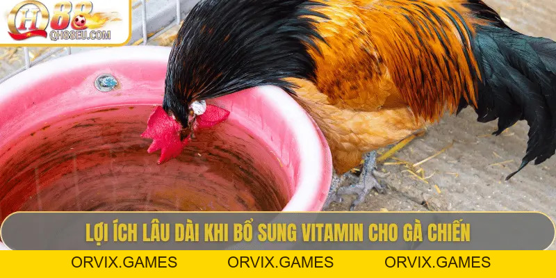 QH88 EU Chia Sẻ Bí Quyết Bổ Sung Vitamin Cho Gà Giúp Chiến Kê Sung Mãn