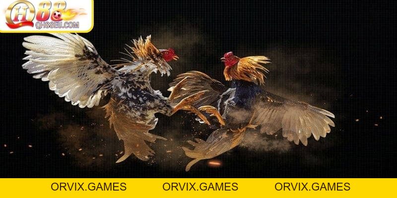 ODIN QH88 – Trải Nghiệm Đá Gà Chuẩn Châu Âu Đỉnh Cao