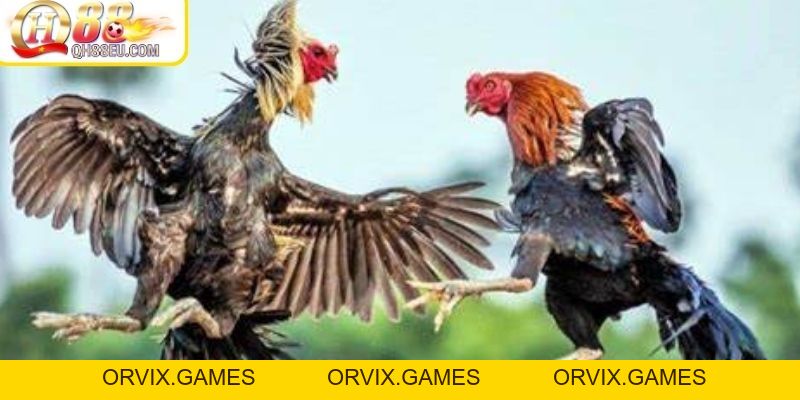 SV388 – Nền Tảng Đá Gà Uy Tín Số 1 Tại QH88