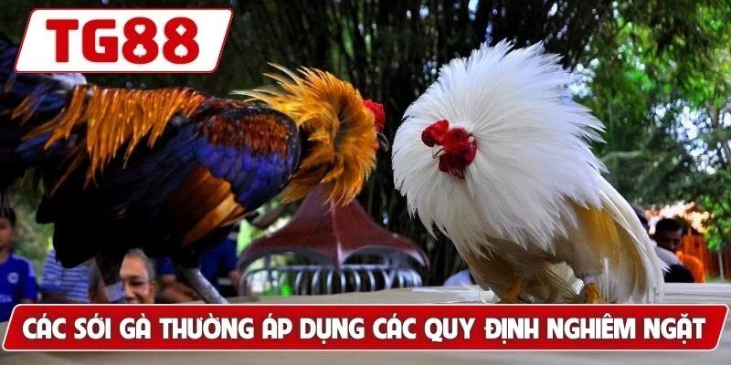 Đá Gà Đòn - Gợi Ý Bí Kíp Tìm Ra Chiến Kê Xuất Sắc Nhất
