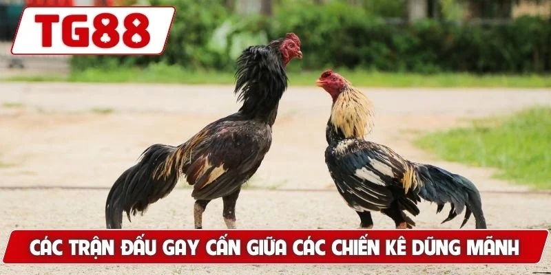 Đá Gà Đòn - Gợi Ý Bí Kíp Tìm Ra Chiến Kê Xuất Sắc Nhất
