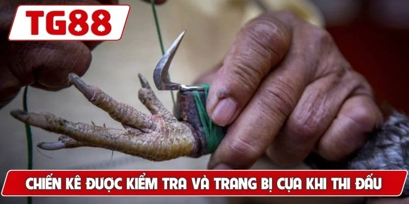 Đá Gà Thomo: Sân Chơi Uy Tín Cảm Giác Mạnh Mẽ Tại TG88
