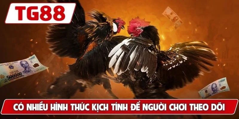 Đá Gà TG88: Xem Đá Gà Trực Tuyến Chuẩn HD Cực Kì Sắc Nét