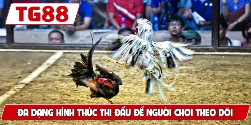 Đá Gà Thomo: Sân Chơi Uy Tín Cảm Giác Mạnh Mẽ Tại TG88