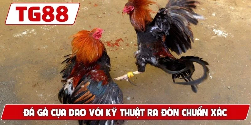 Đá Gà Cựa Dao Luck8 Siêu Phẩm Gà Chiến Nhanh Chóng Dũng Mãnh