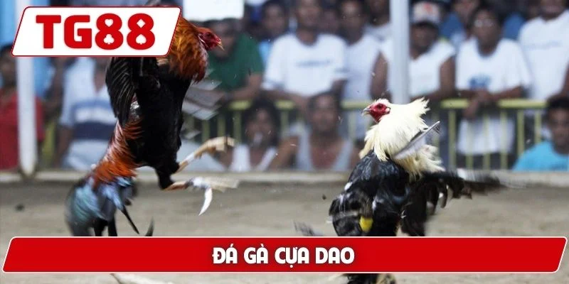Đá Gà TG88: Xem Đá Gà Trực Tuyến Chuẩn HD Cực Kì Sắc Nét