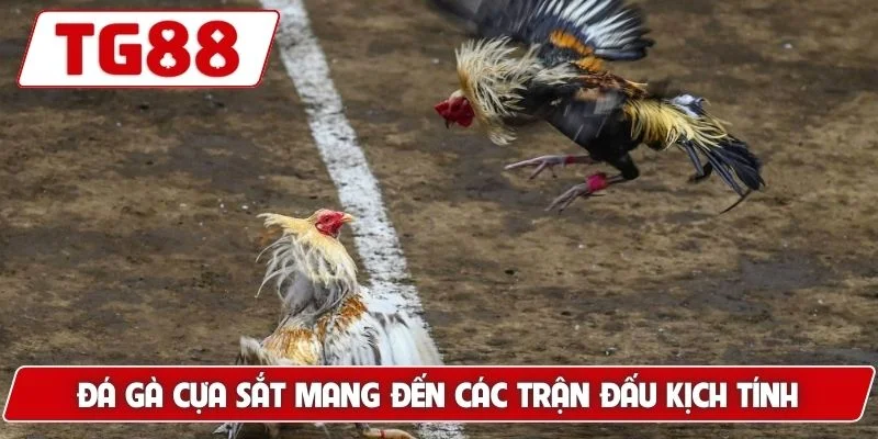 Đá Gà Cựa Sắt - Trải Nghiệm Xem Live Hấp Dẫn Tại TG88 Đá Gà Cựa Sắt - Trải Nghiệm Xem Live Hấp Dẫn Tại TG88