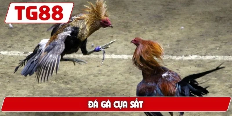 Đá Gà TG88: Xem Đá Gà Trực Tuyến Chuẩn HD Cực Kì Sắc Nét