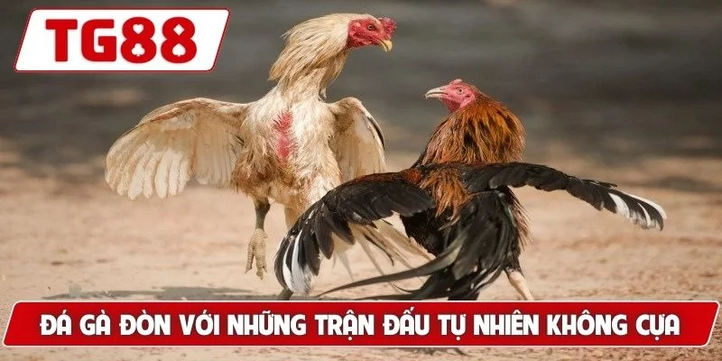 Đá Gà Đòn - Gợi Ý Bí Kíp Tìm Ra Chiến Kê Xuất Sắc Nhất