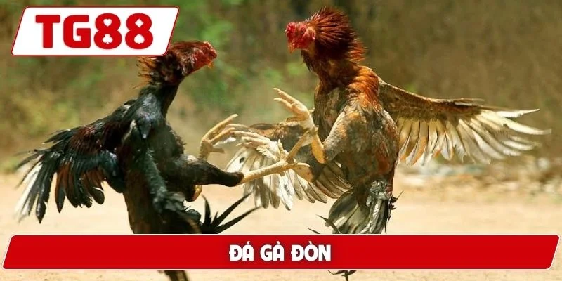 Đá Gà TG88: Xem Đá Gà Trực Tuyến Chuẩn HD Cực Kì Sắc Nét