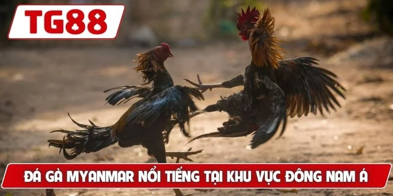 Đá Gà Myanmar - Thế Giới Cá Cược Đỉnh Cao Luck8