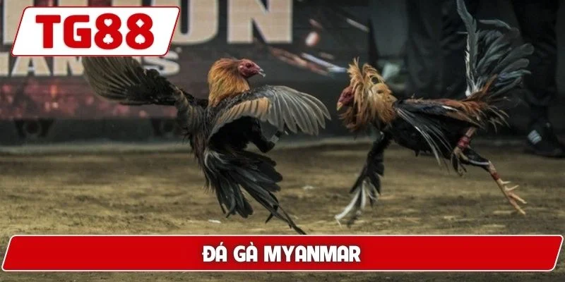 Đá Gà TG88: Xem Đá Gà Trực Tuyến Chuẩn HD Cực Kì Sắc Nét