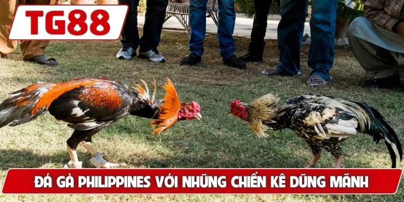Trải Nghiệm Xem Đá Gà Philippines Cá Cược Siêu Kịch Tính TG88