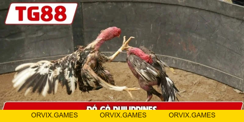 Đá Gà TG88: Xem Đá Gà Trực Tuyến Chuẩn HD Cực Kì Sắc Nét