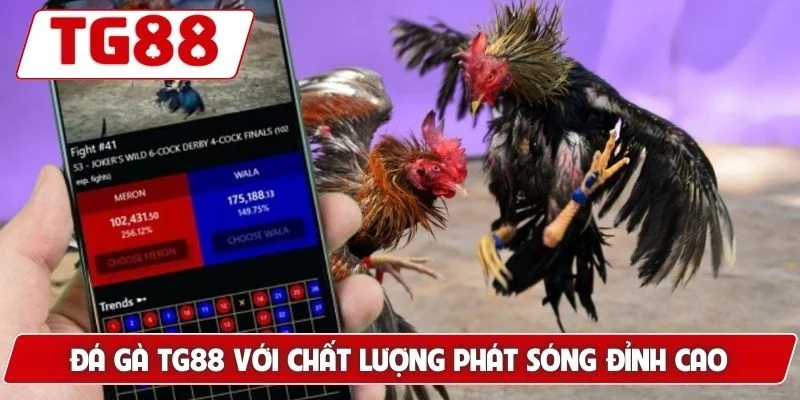 Đá Gà TG88: Xem Đá Gà Trực Tuyến Chuẩn HD Cực Kì Sắc Nét