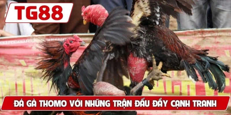 Đá Gà Thomo: Sân Chơi Uy Tín Cảm Giác Mạnh Mẽ Tại TG88