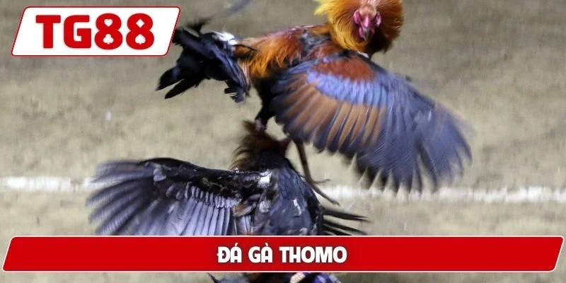 Đá Gà TG88: Xem Đá Gà Trực Tuyến Chuẩn HD Cực Kì Sắc Nét