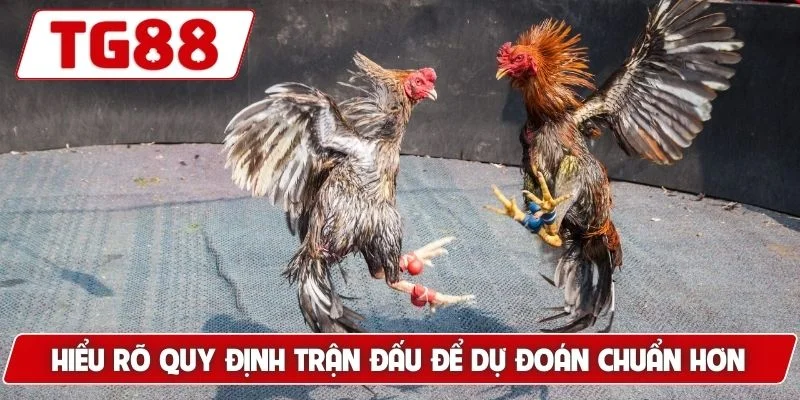 Đá Gà Cựa Dao Luck8 Siêu Phẩm Gà Chiến Nhanh Chóng Dũng Mãnh