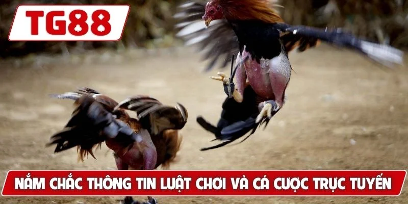 Trải Nghiệm Xem Đá Gà Philippines Cá Cược Siêu Kịch Tính TG88