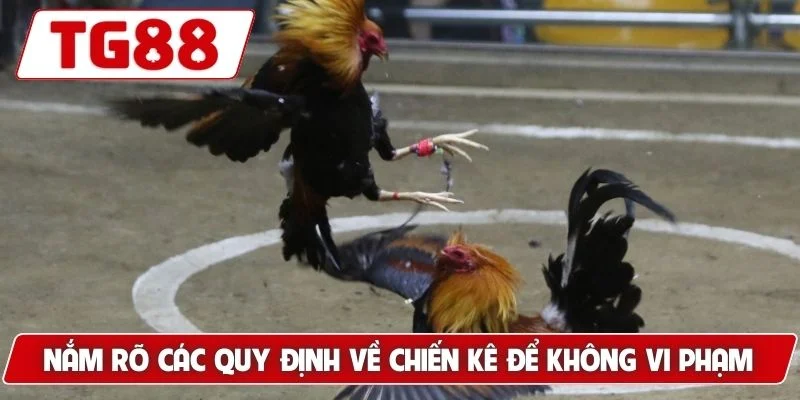 Đá Gà Cựa Sắt - Trải Nghiệm Xem Live Hấp Dẫn Tại TG88 Đá Gà Cựa Sắt - Trải Nghiệm Xem Live Hấp Dẫn Tại TG88