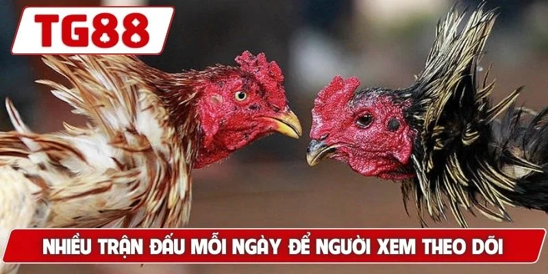 Đá Gà Myanmar - Thế Giới Cá Cược Đỉnh Cao Luck8