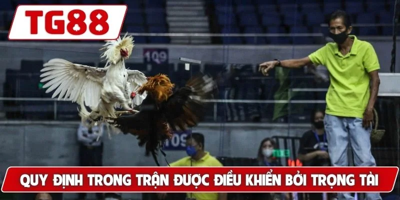 Trải Nghiệm Xem Đá Gà Philippines Cá Cược Siêu Kịch Tính TG88