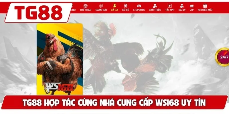 Đá Gà TG88: Xem Đá Gà Trực Tuyến Chuẩn HD Cực Kì Sắc Nét
