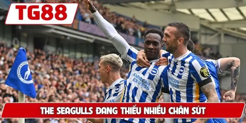 Brighton Và Hove Albion: Cập Nhật Kèo Cược Brighton Tại TG88