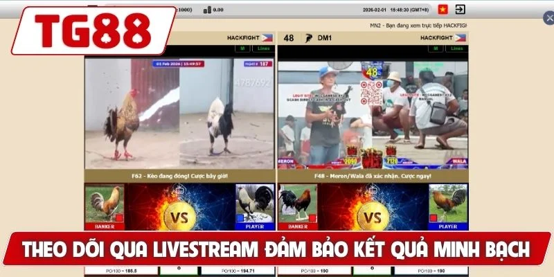 Đá Gà Myanmar - Thế Giới Cá Cược Đỉnh Cao Luck8